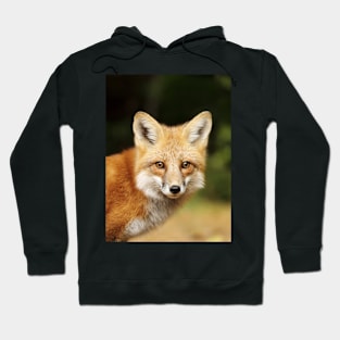 Red Fox, Algonquin Park Hoodie